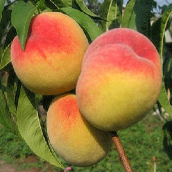 Саджанці персика Вулкан Т1 (привитий) - 1-річний Чернівці - фото 1