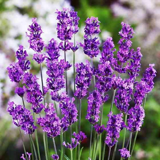 Саженцы лаванды Матильда (черенкованный) - 2-летний Черновцы