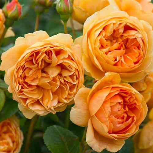 Саджанці троянд Керолін Найт (привитий) - 2-річний Чернівці