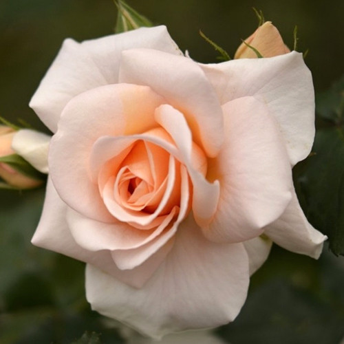 Саженцы роз Тиффани (привитый) - 2-летний Черновцы - изображение 1