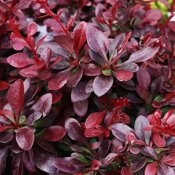 Саженцы Барбариса (краснолистый) (черенкованный) - 2-летний Черновцы