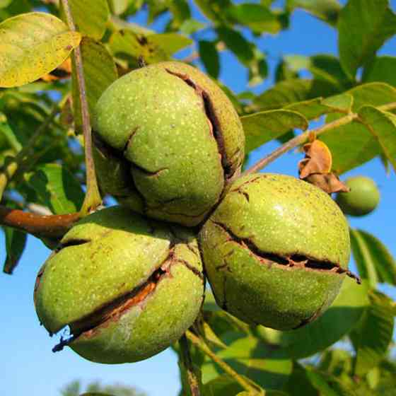 Саджанці грецького горіха Заточний (привитий) Чернівці