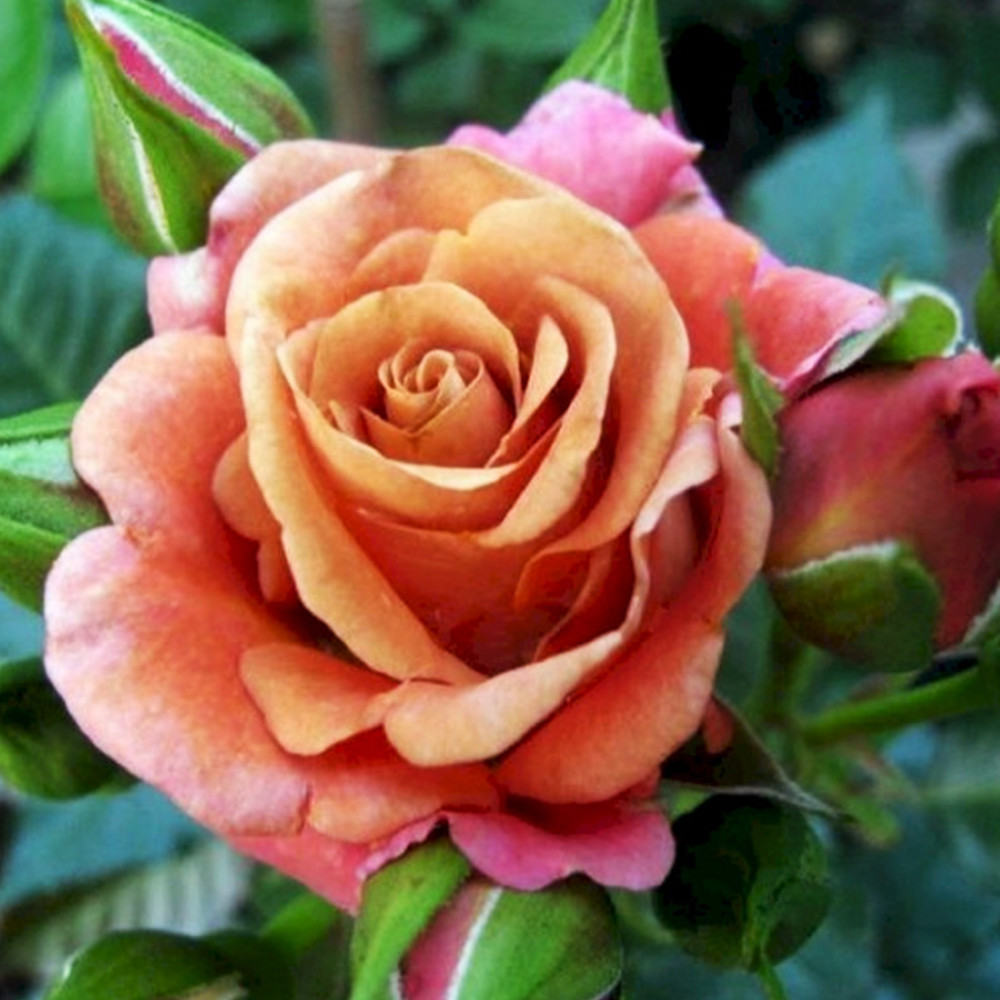 Саженцы чайно-гибридных роз Марракеш (привитый) Черновцы - изображение 2