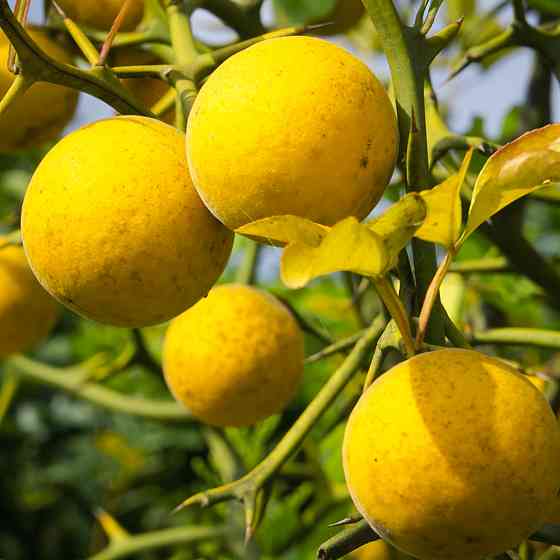 Саджанці лимона Понцирус (черенкований) - 1-річний Чернівці