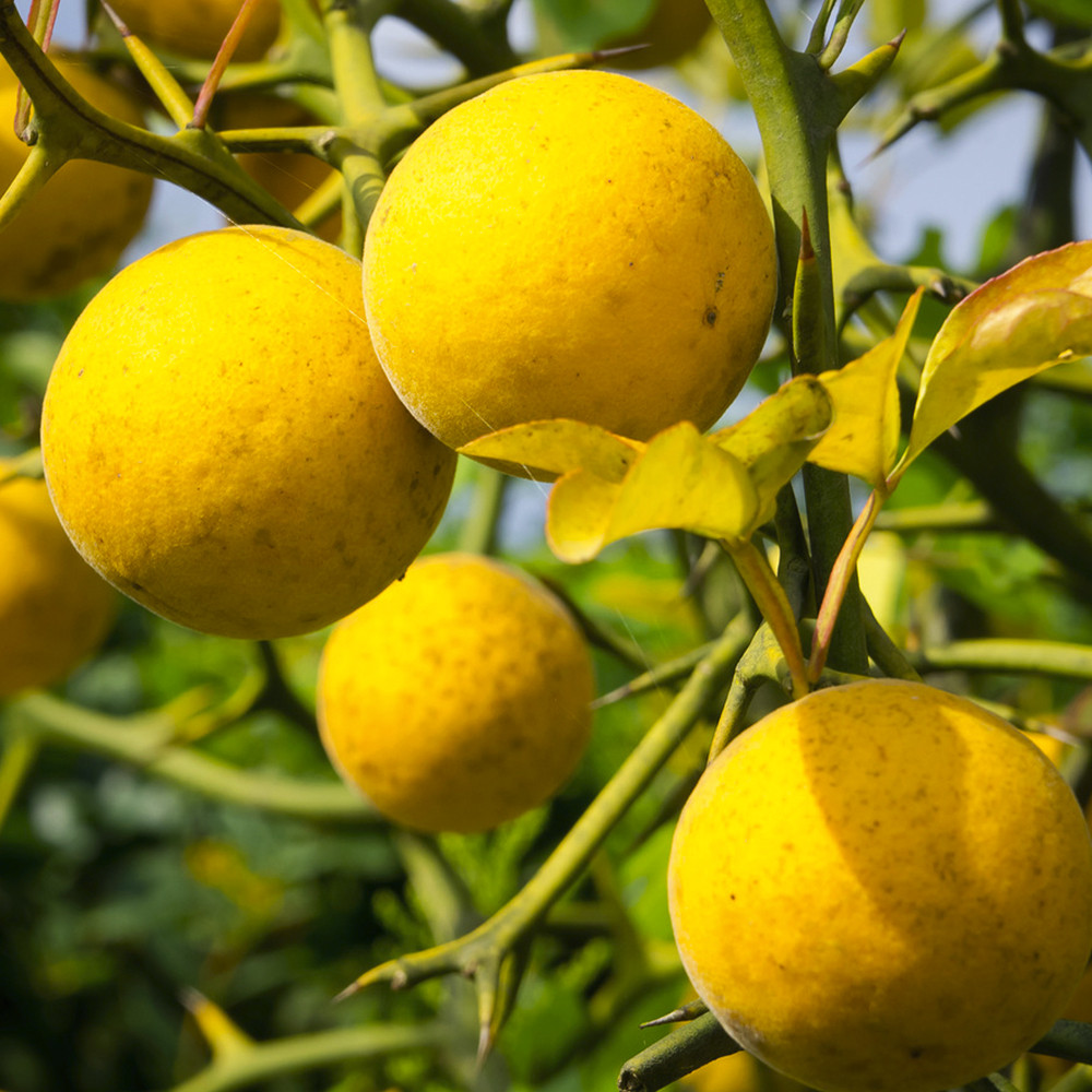 Саджанці лимона Понцирус (черенкований) - 1-річний Чернівці - фото 1