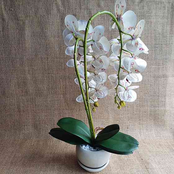 Штучна латексна орхідея VIP у пудровому керамічному кашпо на дві гілки біла в крапку Дніпро