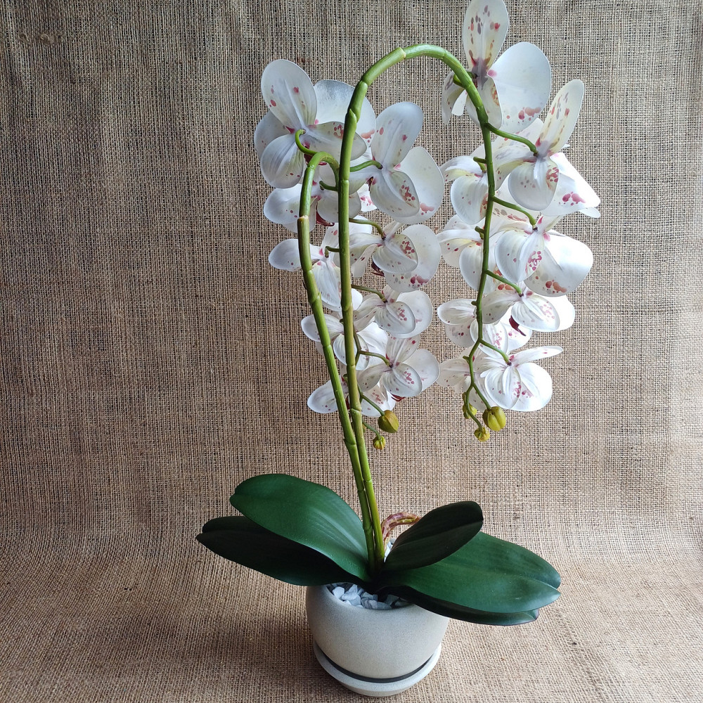 Штучна латексна орхідея VIP у пудровому керамічному кашпо на дві гілки біла в крапку Дніпро - фото 4