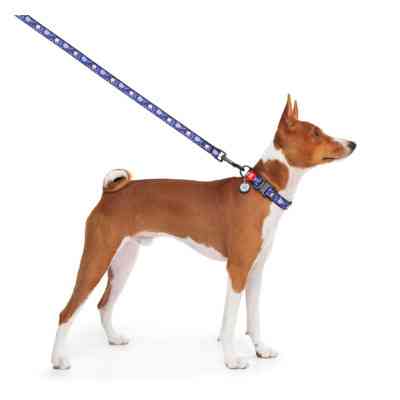 Повідок для собак WAUDOG Nylon "Рік та Морті 2" L-XXL Ш 25 мм (4925-0281) Вінниця