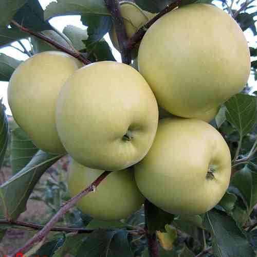 Саджанці яблуні Грінслівз (привитий) - 2-річний Чернівці