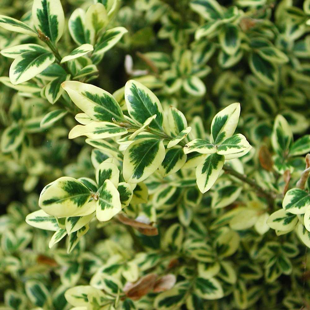 Саджанці самшита Варієгатного (черенкований) - 1-річний Чернівці - фото 3