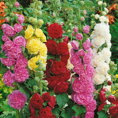 Мальва Букет Чатерз Стрейн 0,3гр WestGard Житомир - изображение 3