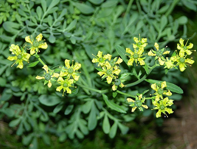 Рута духмяна  (трава),500г. Київ - фото 1