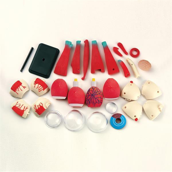 Модель очного яблука Edu-Toys збірна 14 см (SK007) Харків - фото 4