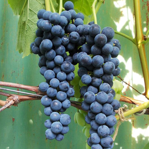 Саженцы винограда Кишмиш Венус (черенкованный) - 1-летний Черновцы - изображение 1