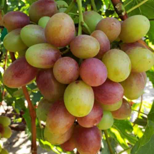 Cаджанці винограду Андрій 53 (черенкований) - 2-річний Чернівці