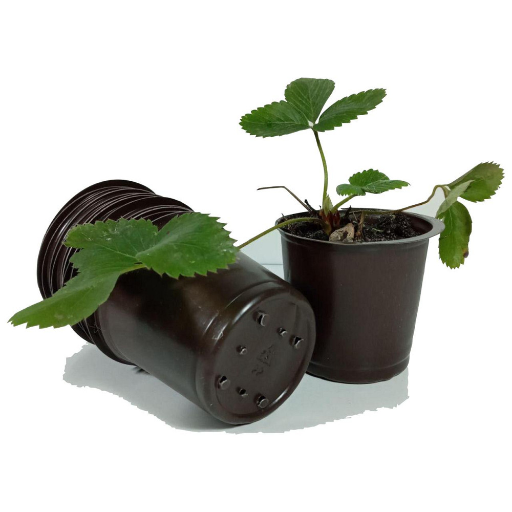 Стакан для рассады 180 мл с отверстиями d8 h6.5 пластиковый (3000 шт/ящик) Харьков - изображение 2