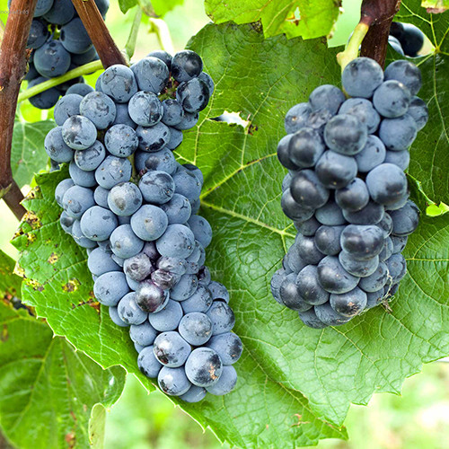 Саженцы винограда Велиант (черенкованный) - 2-летний Черновцы - изображение 1