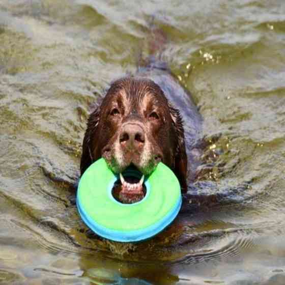 Игрушка летающий диск Chuсkit! Zipflight для собак, размер S (зеленый) Винница