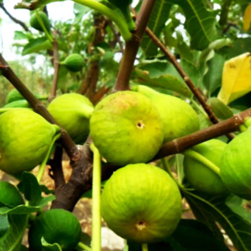 Саджанці інжиру Закавказький - 1-річний Чернівці - фото 1
