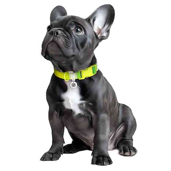 Нашийник для собак з нейлону WAUDOG Nylon Recycled з QR паспортом, градієнт, пластиковий фастекс, M, Ш 20 мм, Дов 28-40 см, салатовий Київ