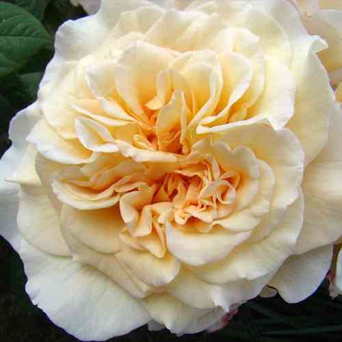 Саджанці троянд Чайковський (привитий) - 2-річний Чернівці