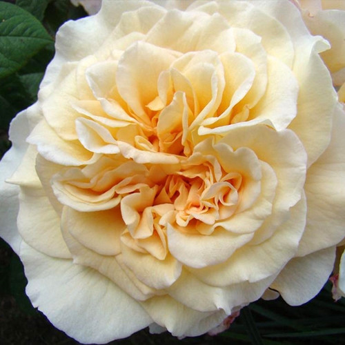 Саджанці троянд Чайковський (привитий) - 2-річний Чернівці - фото 1