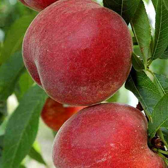 Саженцы персика Рич Мэй (привитый) - 1-летний Черновцы