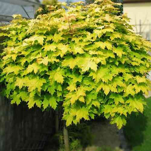 Саженцы клена на штамбе Голден Глоб (привитый) - 2-летний Черновцы