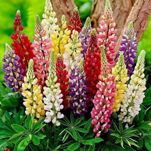 Люпин Мій замок 0,5гр WestGard Житомир - фото 3