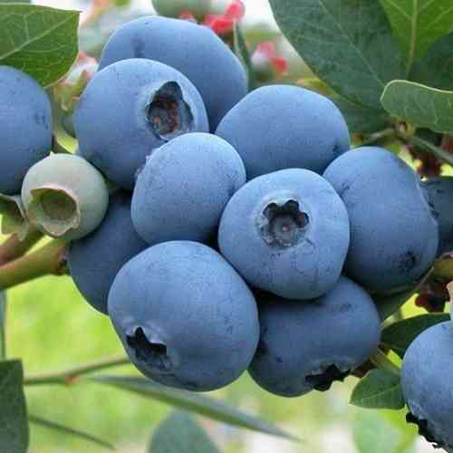 Саженцы голубики Рей (черенкованный) - 4-летний Черновцы