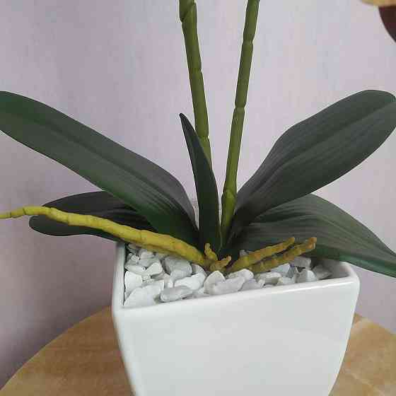 Штучна латексна орхідея VIP у білому керамічному кашпо на дві гілки кремово-бордова. Дніпро