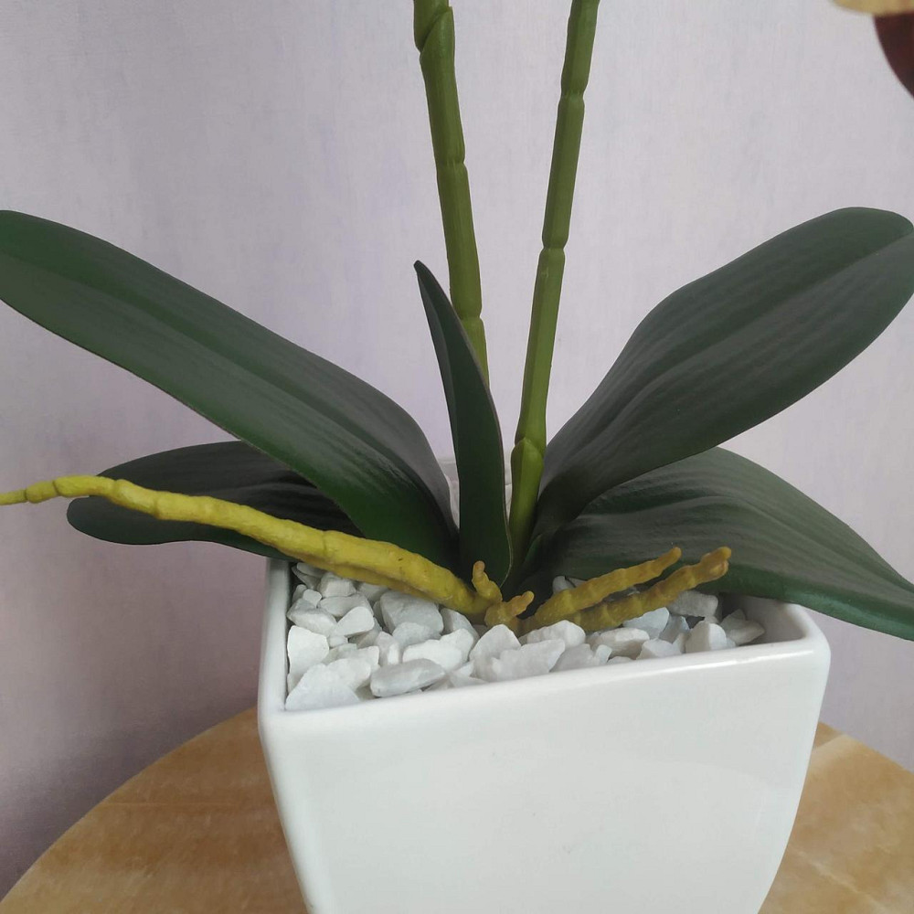 Штучна латексна орхідея VIP у білому керамічному кашпо на дві гілки кремово-бордова. Дніпро - фото 3