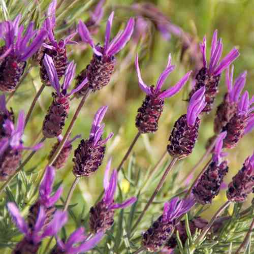 Саженцы лаванды Французская (черенкованный) - 1-летний Черновцы