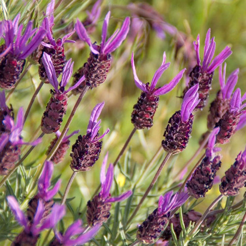 Саджанці лаванди Французька (черенкований) - 1-річний Чернівці - фото 1
