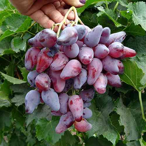 Cаджанці винограду Оскар (черенкований) - 2-річний Чернівці