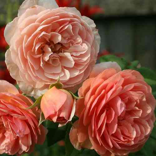 Саджанці троянд Вільям Морріс (привитий) - 2-річний Чернівці