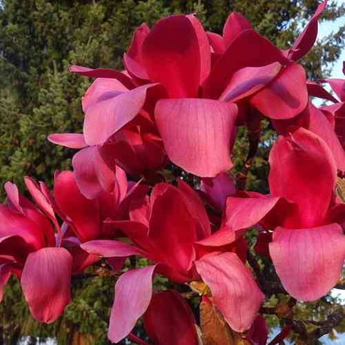 Саджанці магнолії Вулкан (привитий) - 3-річний Чернівці