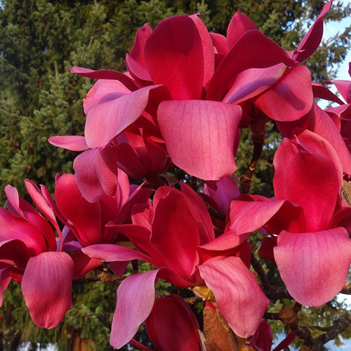 Саженцы магнолии Вулкан (привитый) - 3-летний Черновцы - изображение 1