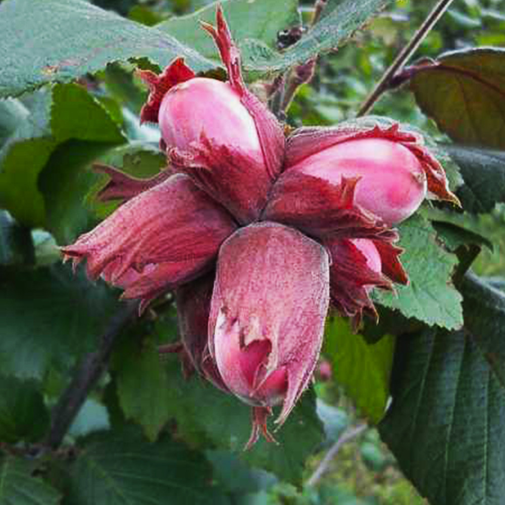 Саджанці фундука Сірена - 2-річний Чернівці - фото 2