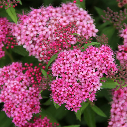 Саджанці спіреї Ентоні Ватерер (черенкований) - 1-річний Чернівці - фото 1