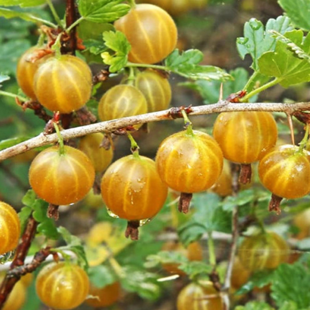 Саженцы крыжовника Золотистый Черновцы - изображение 2