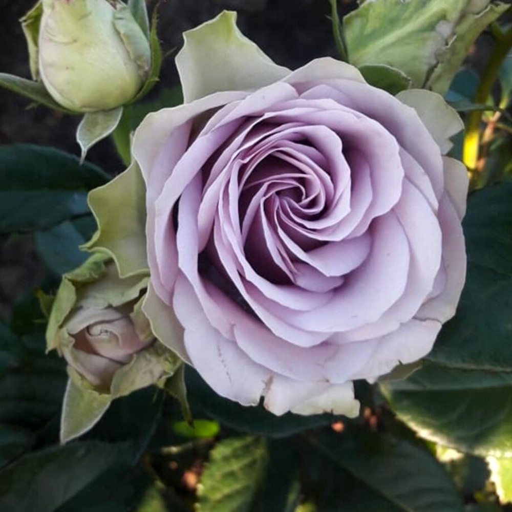 Саджанці троянд на штамбі Луллабі (привитий) Чернівці - фото 3