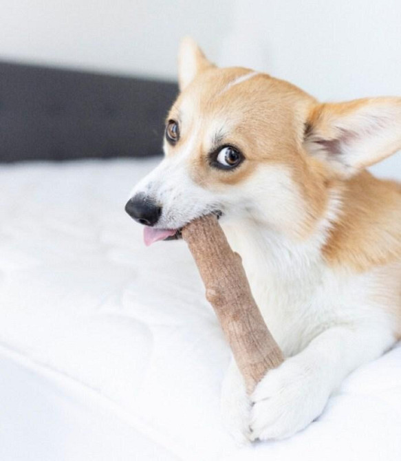 Іграшка для собак Міцна гілка 21 см Petstages Dogwood Stick (Петстеджес Доґвуд Стик) Запоріжжя - фото 4