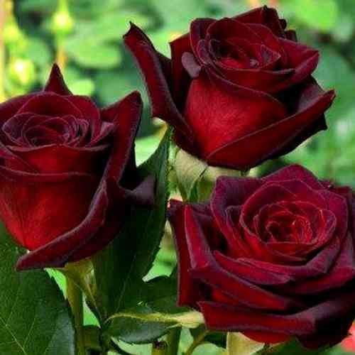 Саджанці троянд Блек Черрі (привитий) - 2-річний Чернівці