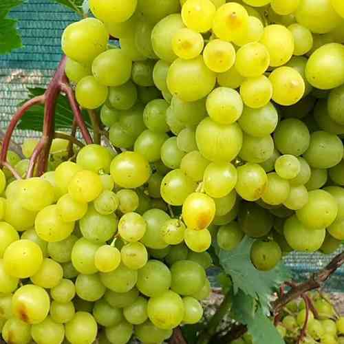 Саженцы винограда Солнышко (черенкованный) - 2-летний Черновцы