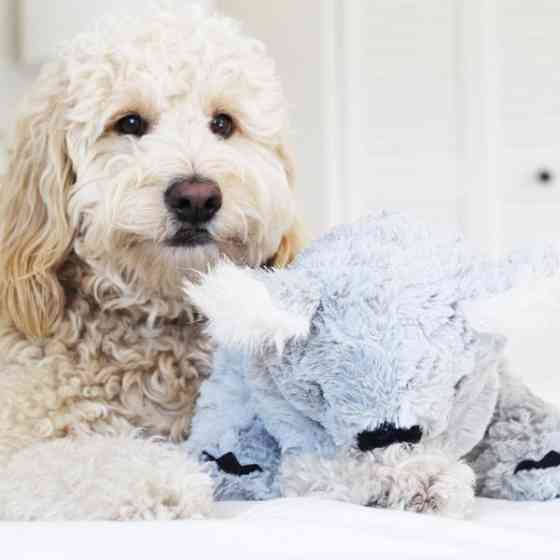 Іграшка для собак Patchwork Pet Koala (Печворк Паль Коала) 220 Запоріжжя
