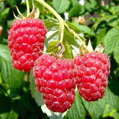 Саджанці малини Геракл (черенкований) - 1-річний Чернівці