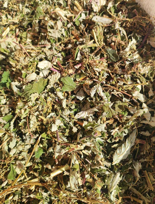 Таволга вязолистая (Лабазник), 100г. MasterSEM Киев - изображение 1