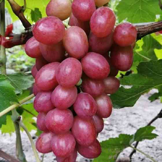 Саженцы винограда Дынька (черенкованный) - 2-летний Черновцы