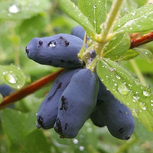 Саженцы жимолости Карина (черенкованный) - 3-летний Черновцы - изображение 1